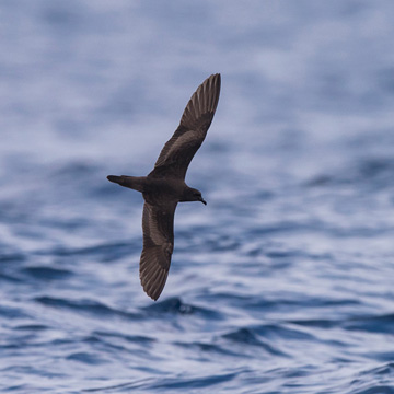 Bulwer's Petrel