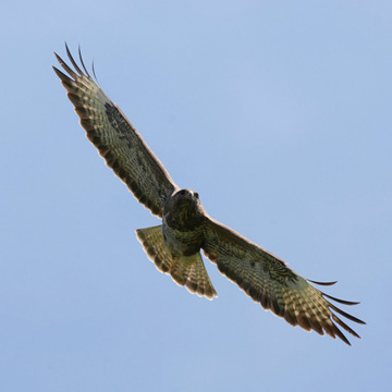 Common Buzzard