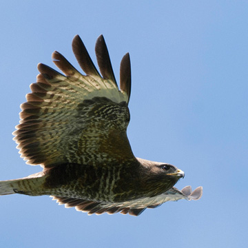 Mäusebussard