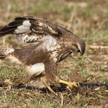 Mäusebussard