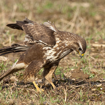 Mäusebussard