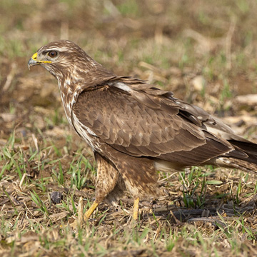 Mäusebussard