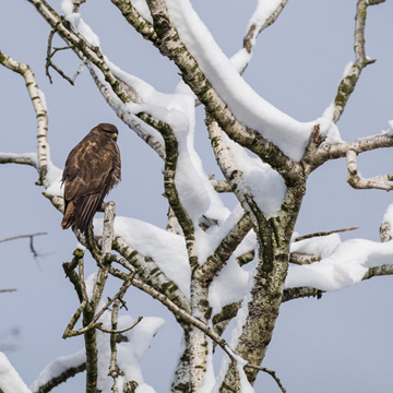 Mäusebussard