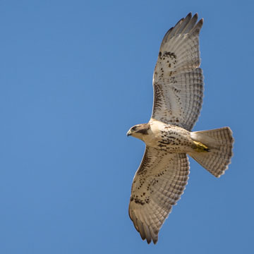 Rotschwanzbussard