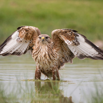 Long-legged Buzzard