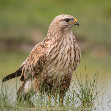 Long-legged Buzzard