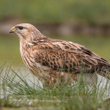 Long-legged Buzzard