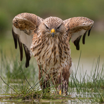 Long-legged Buzzard