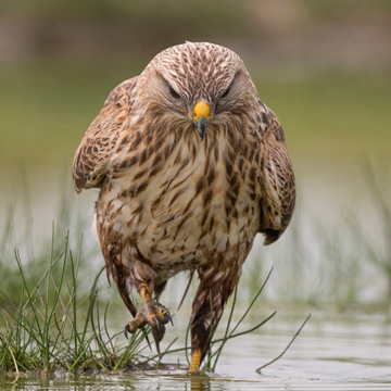 Long-legged Buzzard