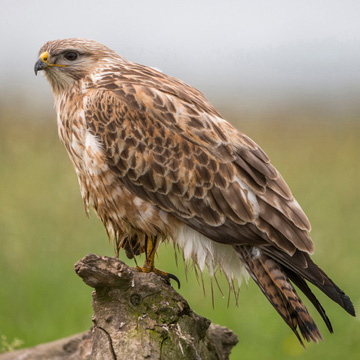 Long-legged Buzzard