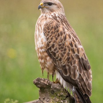 Long-legged Buzzard