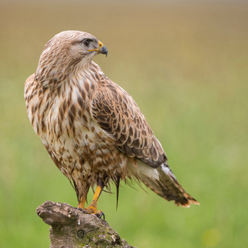 Long-legged Buzzard