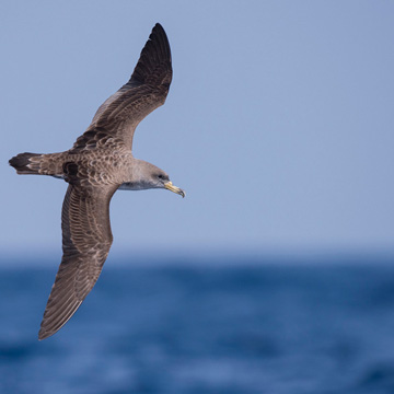 Cory's Shearwater