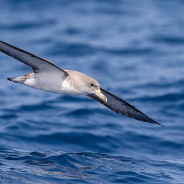 Cory's Shearwater