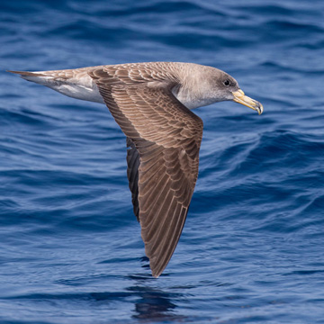 Cory's Shearwater