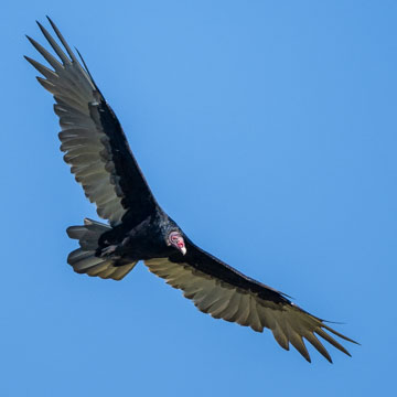 Turkey Vulture