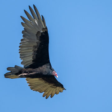 Turkey Vulture