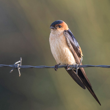 Red-rumped Swallow