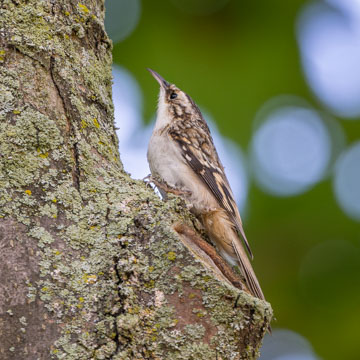 Brown Creeper