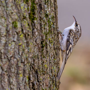 Brown Creeper