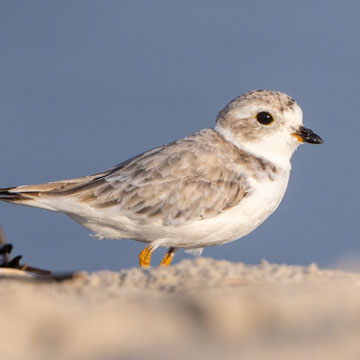 Piping Plover