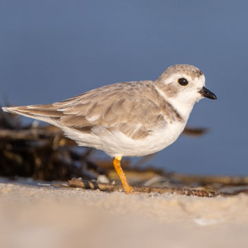 Piping Plover