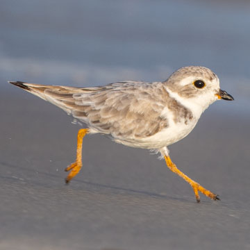 Piping Plover