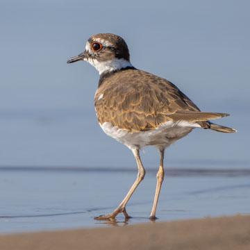 Killdeer