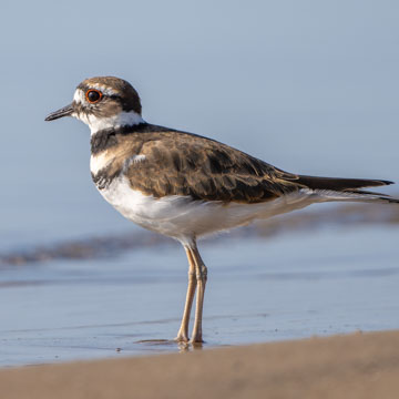 Killdeer