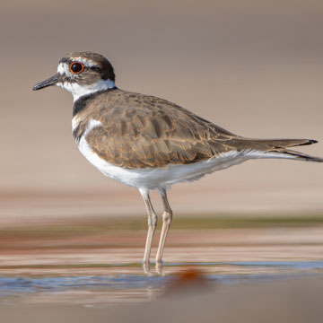 Killdeer