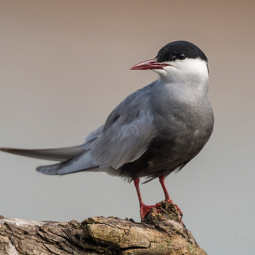 Whiskered Tern