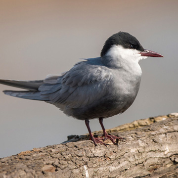 Whiskered Tern