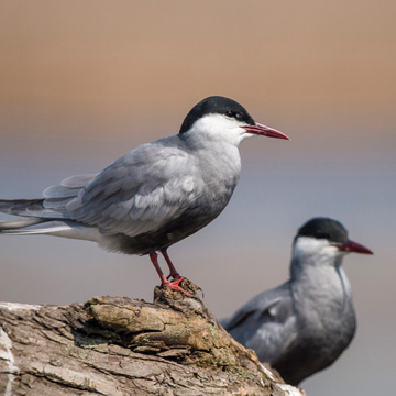 Whiskered Tern