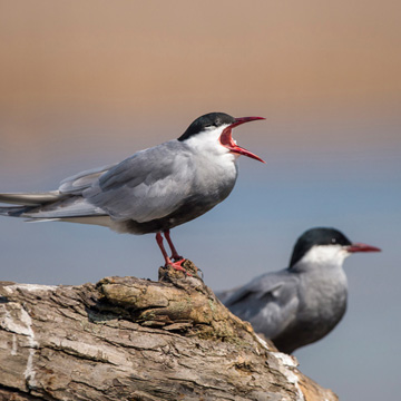 Whiskered Tern