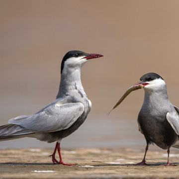 Whiskered Tern