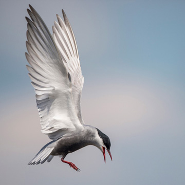 Whiskered Tern