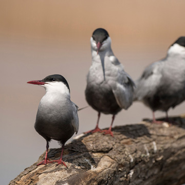 Whiskered Tern