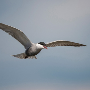 Whiskered Tern