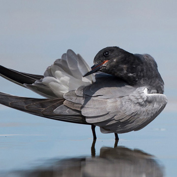 Black Tern