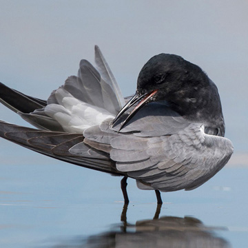 Black Tern