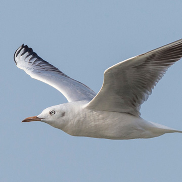 Slender-billed Gull