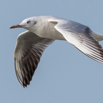 Slender-billed Gull