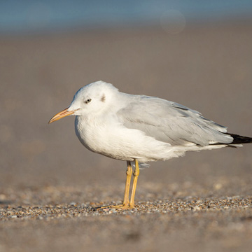 Slender-billed Gull