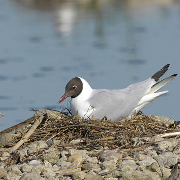 Black-headed Gull