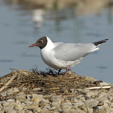 Black-headed Gull