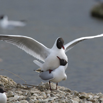 Black-headed Gull