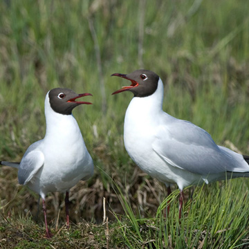 Lachmöwe