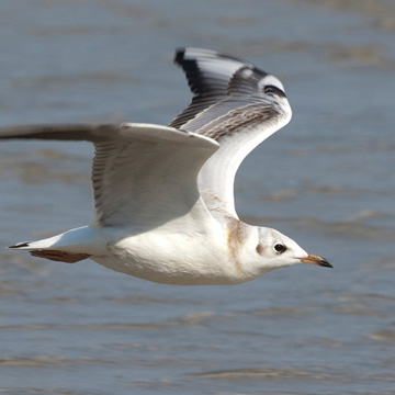 Black-headed Gull