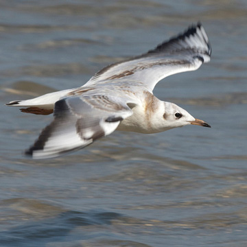 Black-headed Gull