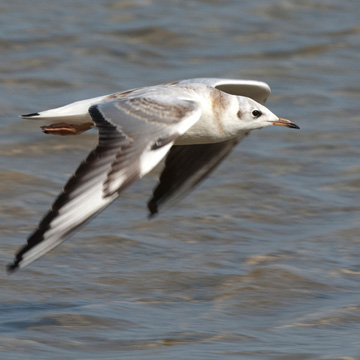 Black-headed Gull